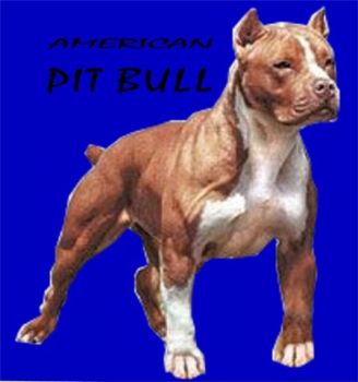 American Pit Bull Terrier Motiv 1
