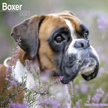 Kalender 2023 Boxer unkupiert (Euro)