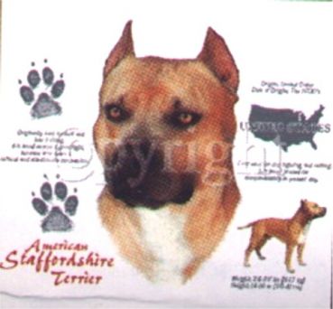 Motiv American Staffordshire Terrier 4