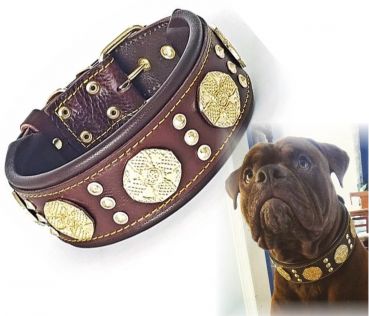 Maximus Braun Molosser Halsband 6,5cm breit Cane Corso Dogo Rottweiler Dogge Bulldog