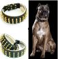 Preview: Goldener Riese Halsband Killernieten 6,5cm breit Pit Bull Molosser Dogo Dogge