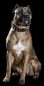 Preview: Goldener Riese Halsband Killernieten 6,5cm breit Pit Bull Molosser Dogo Dogge