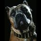 Preview: Goldener Riese Halsband Killernieten 6,5cm breit Pit Bull Molosser Dogo Dogge