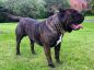 Preview: Big Boy Gold Halsband Killernieten 7cm breit Cane Corso Molosser Bandog Bulldog