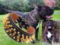 Preview: Big Boy Gold Halsband Killernieten 7cm breit Cane Corso Molosser Bandog Bulldog