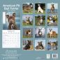 Preview: Kalender 2023 American Pit Bull Terrier