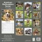 Preview: Kalender 2023 American Staffordshire Terrier