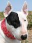 Preview: Aqua Hunde Kühlhalsband Kühlendes Halsband Kühl Halsband Dog Dogs Cooling Collar