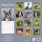 Preview: Kalender 2023 Boston Terrier