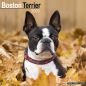 Preview: Kalender 2023 Boston Terrier