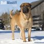 Preview: Kalender 2023 Bull Mastiff