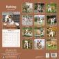Preview: Kalender 2023 Englische Bulldogge