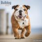 Preview: Kalender 2023 Englische Bulldogge