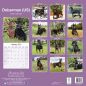 Preview: Kalender 2023 Dobermann Kupiert (US)