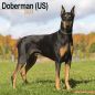 Preview: Kalender 2023 Dobermann Kupiert (US)