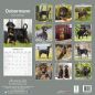 Preview: Kalender 2023 Dobermann unkupiert (Euro)