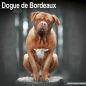 Preview: Kalender 2023 Bordeaux Dogge