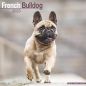 Preview: Kalender 2023 Französische Bulldogge
