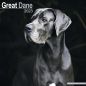 Preview: Kalender 2023 Deutsche Dogge Great Dane unkupiert (Euro)