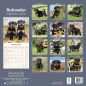 Preview: Kalender 2023 Rottweiler Welpen