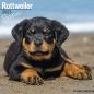 Preview: Kalender 2023 Rottweiler Welpen