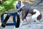 Preview: Nylon balu schwarz Geschirr Dobermann Pit Bull Terrier Rottweiler Dogo Molosser
