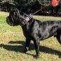 Preview: Eros schwarz Molosser Halsband 6,5cm breit Fila Dogo Rottweiler Bordeaux Dogge Bulldog Mastiff