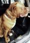 Preview: Eros braun Molosser Halsband 6,5cm breit Fila Dogo Rottweiler Bordeaux Dogge Bulldog Mastiff
