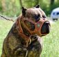 Preview: Eros braun Maulkorb Ziernieten American Pitbull Staffordshire Bullterrier Dogo