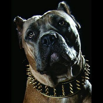 Goldener Riese Halsband Killernieten 6,5cm breit Pit Bull Molosser Dogo Dogge