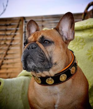 Bijou Halsband Französische Bulldogge French Bulldog Mops Terrier Boxer