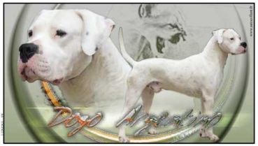 Aufkleber Dogo Argentino 2