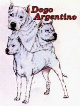 Motiv Dogo Argentino 3er Gruppe