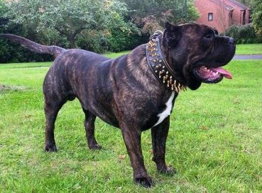 Big Boy Gold Halsband Killernieten 7cm breit Cane Corso Molosser Bandog Bulldog