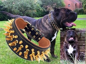 Big Boy Gold Halsband Killernieten 7cm breit Cane Corso Molosser Bandog Bulldog