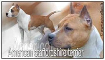 Aufkleber American Staffordshire Terrier