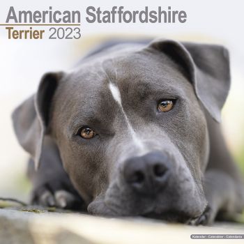 Kalender 2023 American Staffordshire Terrier