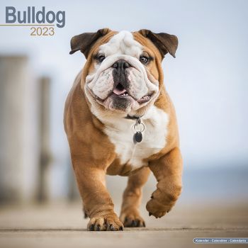 Kalender 2023 Englische Bulldogge
