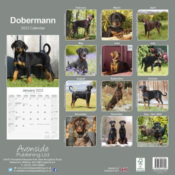 Kalender 2023 Dobermann unkupiert (Euro)