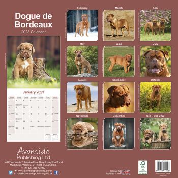 Preview: Kalender 2023 Bordeaux Dogge
