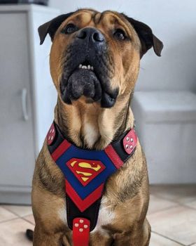 Brustgeschirr SUPERMAN Geschirr Ledergeschirr