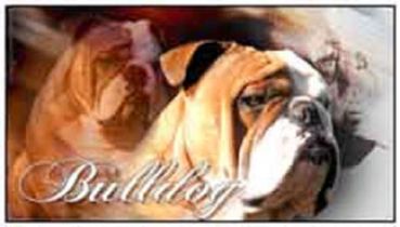 Aufkleber Englische Bulldogge 1