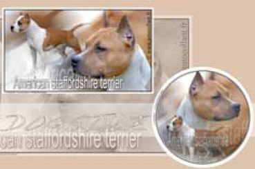 Tischmatte American Staffordshire Terrier