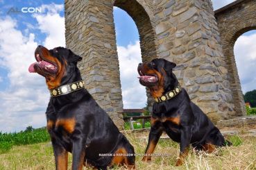 Maximus Molosser Halsband 6,5cm breit Cane Corso Dogo Rottweiler Dogge Bulldog