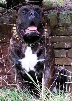 Big Boy Gold Halsband Killernieten 7cm breit Cane Corso Molosser Bandog Bulldog