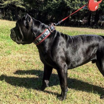 Eros schwarz Molosser Halsband 6,5cm breit Fila Dogo Rottweiler Bordeaux Dogge Bulldog Mastiff