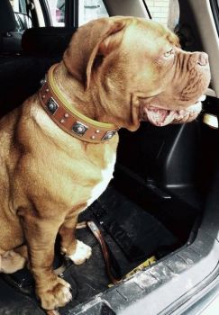 Eros braun Molosser Halsband 6,5cm breit Fila Dogo Rottweiler Bordeaux Dogge Bulldog Mastiff