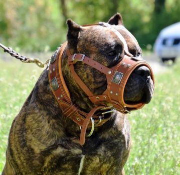 Eros braun Maulkorb Ziernieten American Pitbull Staffordshire Bullterrier Dogo