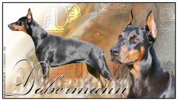 Aufkleber Dobermann 1