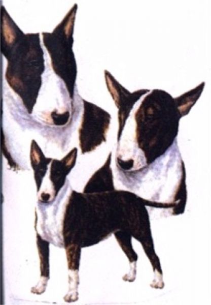 Motiv Bullterrier 3er Gruppe